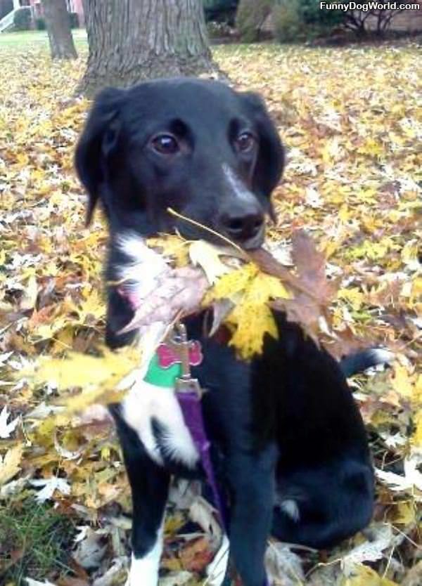 Chanel Loves Leaves