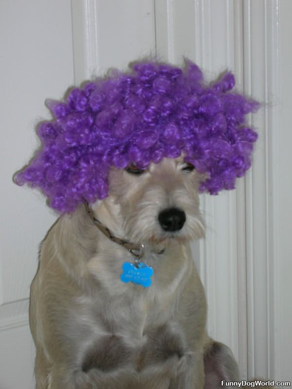 Charlie With Purple Afro