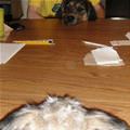 funny dog 1