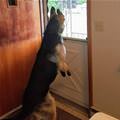 funny dog 2