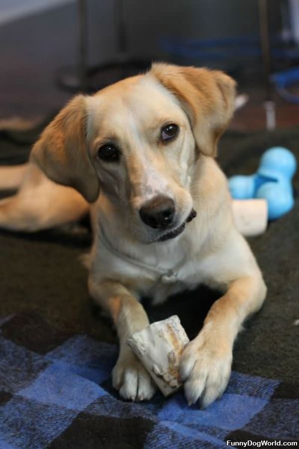 Chewing On My Bone