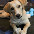 funny dog 2