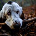 funny dog 3