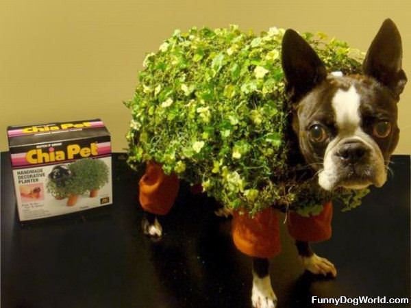 Chia Dog