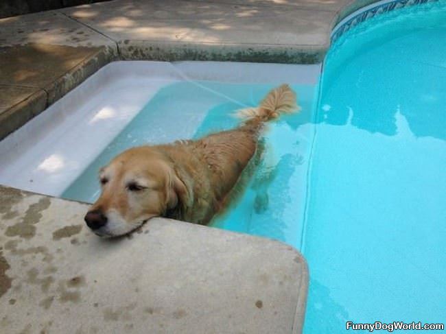 Chillin In Da Pool