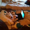 funny dog 4