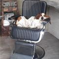 funny dog 1