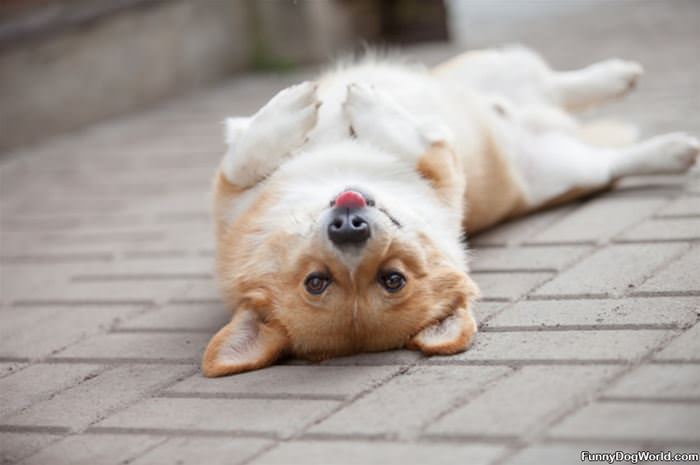 Chilling On His Back