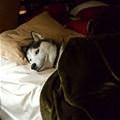 Chilling On The Bed