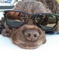 funny dog 4