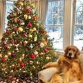 Christmas Is Awesome