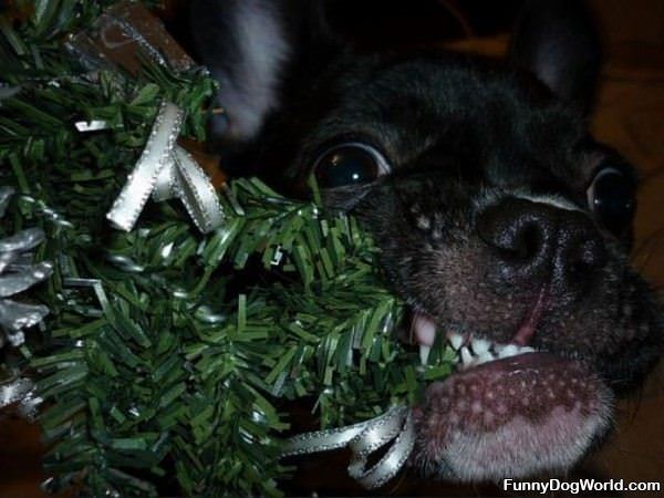 Christmas Tree Nom Nom