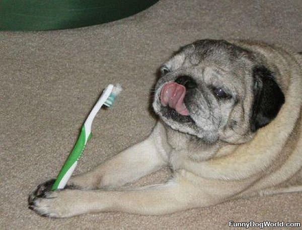 Clean Doggy Teeth