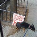 Clean Up After Dog