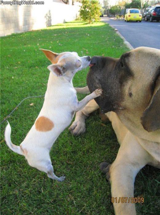 Cleaning His Nose