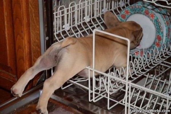 Cleaning The Dishes