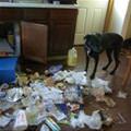 funny dog 3