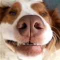 Closeup Boop