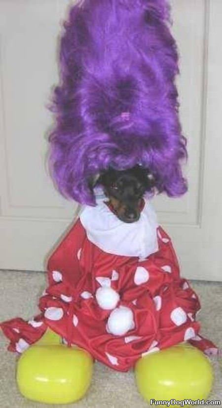 Clown Dog