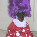 Clown Dog