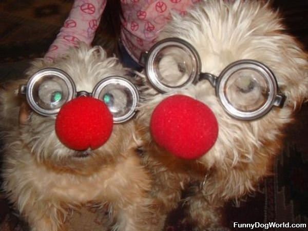 Clown Dogs