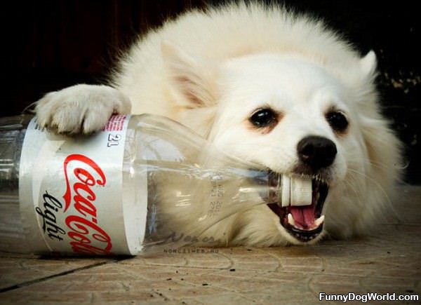 Coca Cola Dog