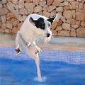 funny dog 4