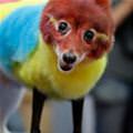 Colorful