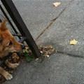 funny dog 2