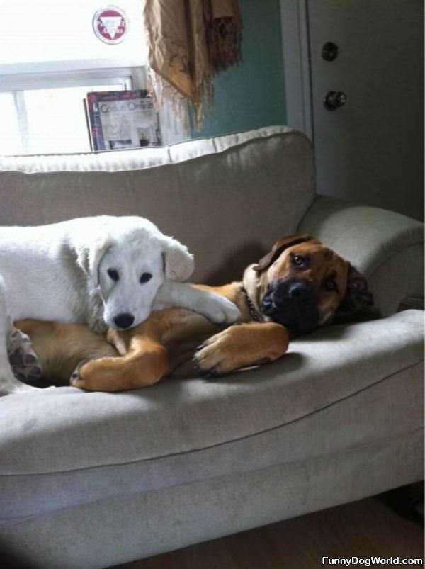 Comfy Dog Couch