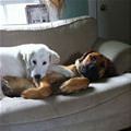 Comfy Dog Couch
