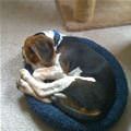 funny dog 1