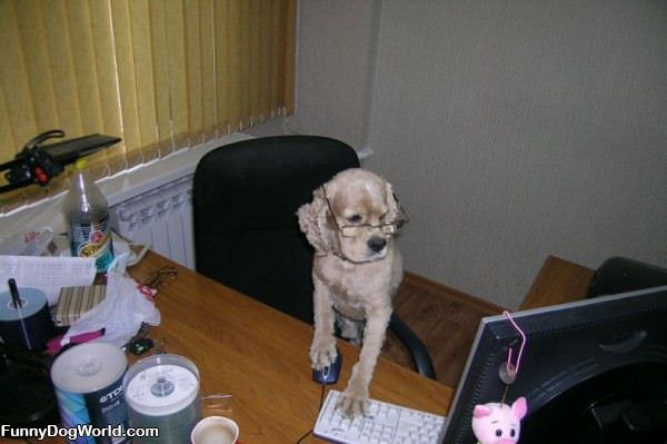 Computer Dog