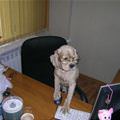 funny dog 4