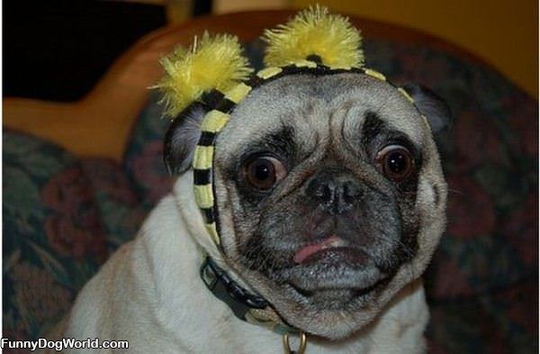 Confused Pug