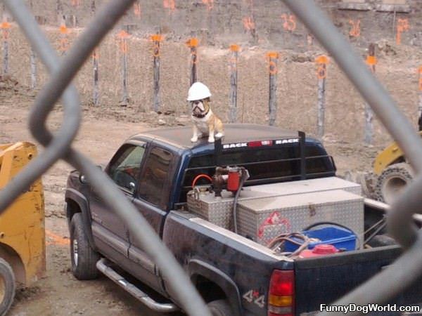 Construction Dog