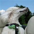 funny dog 5