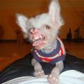 funny dog 3
