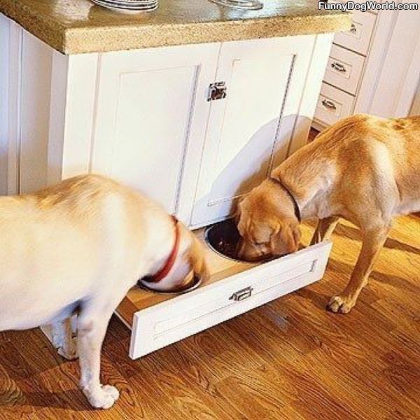 Cool Dog Dish