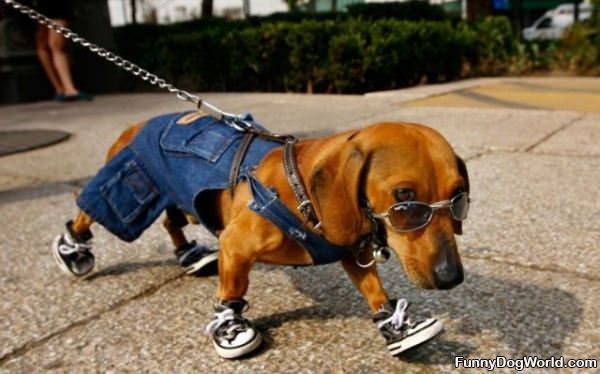 Cool Dog Going For A Walk