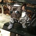 funny dog 4