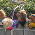 Cool Dog Row