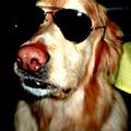 Cool Dog With Glasses