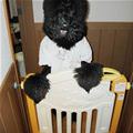 Cool Dog