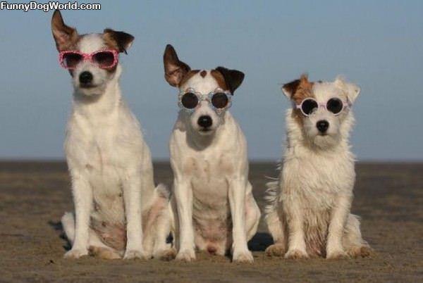 Cool Dogs