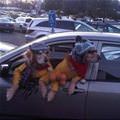 Cool Dogzsx