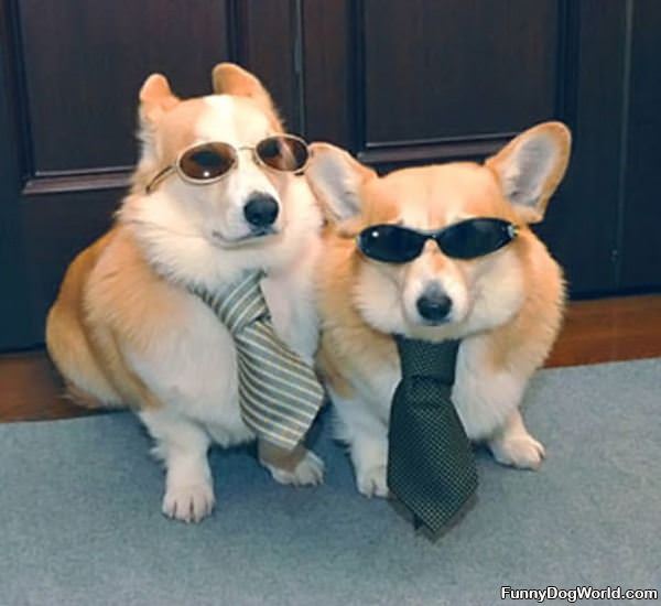 Cool Dressed Up Dogs