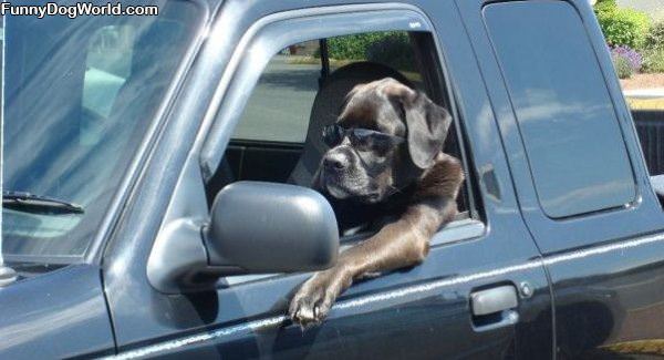 Cool Driving Dog