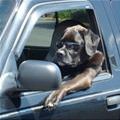 Cool Driving Dog