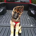 Cool Ears